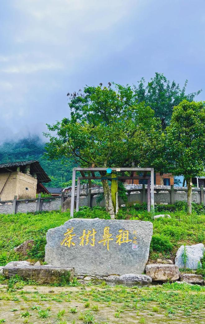 茶香醉人紫阳富硒茶