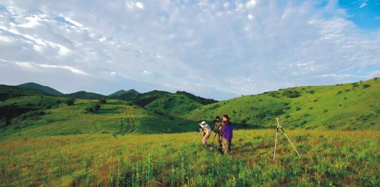 茶香醉人紫阳富硒茶(紫阳富硒茶茶树)-硒宝网