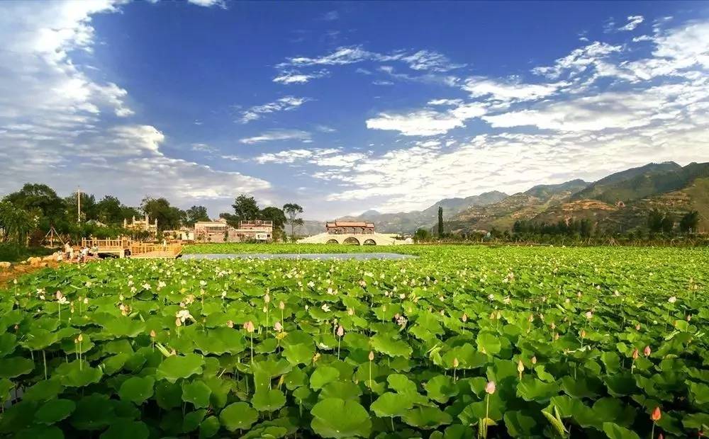 茶香醉人紫阳富硒茶(紫阳富硒茶茶树)-硒宝网