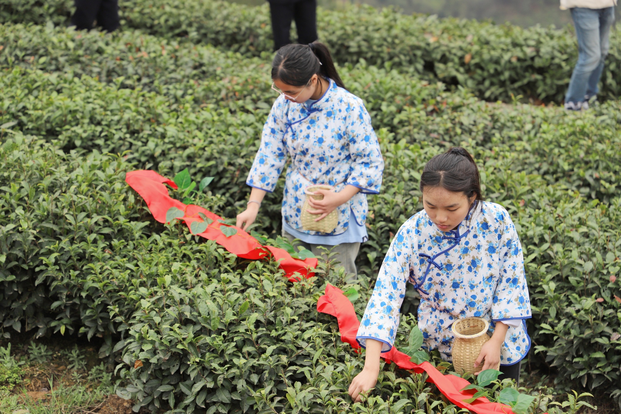 紫阳茶富硒茶怎么?。ㄗ涎舾晃韬诵牟?硒宝网