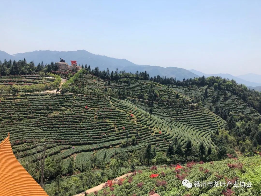 富硒黄金茶是什么茶