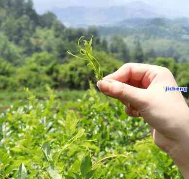 富硒藤茶的作用与效果，揭秘富硒藤茶的神奇作用与越效果！