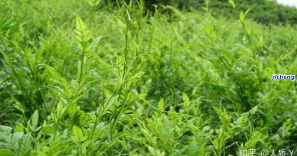 富硒藤茶：作用与功效、禁忌全解析
