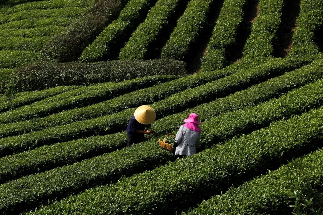 陕西富硒茶哪种最好