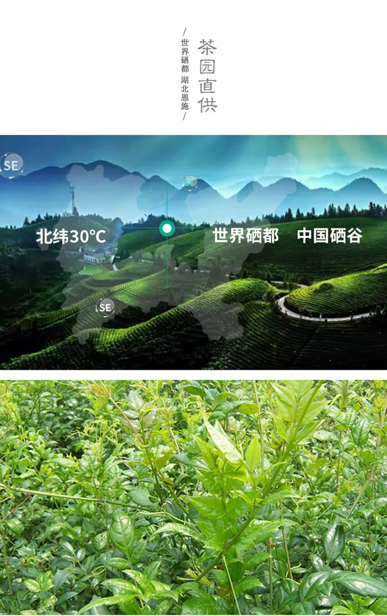 富硒茶硒能溶于水吗