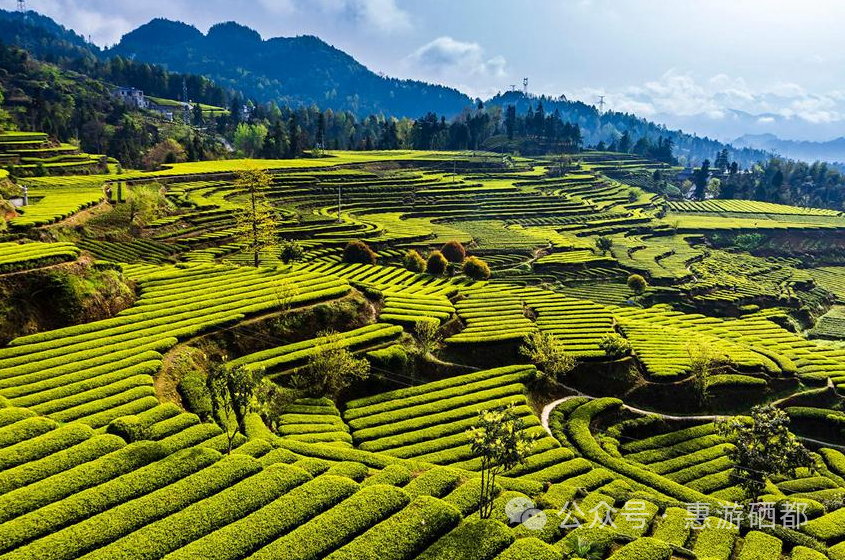 湖北特产恩施富硒茶