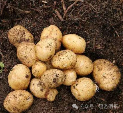 湖北特产恩施富硒茶