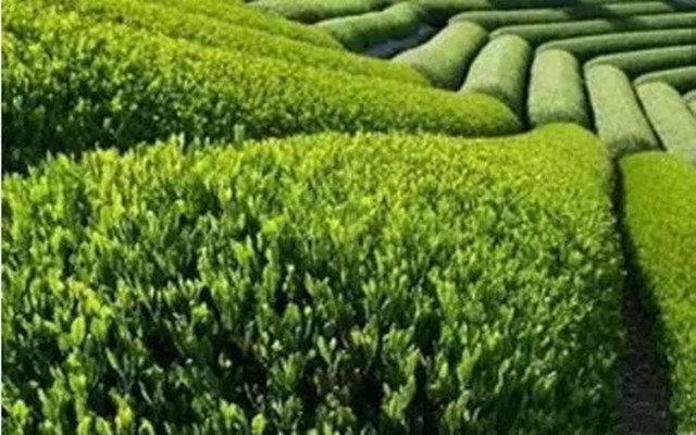 汉中哪有紫阳富硒茶