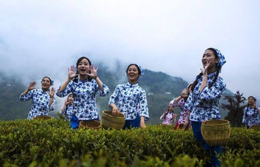 陕西紫阳富硒茶作用