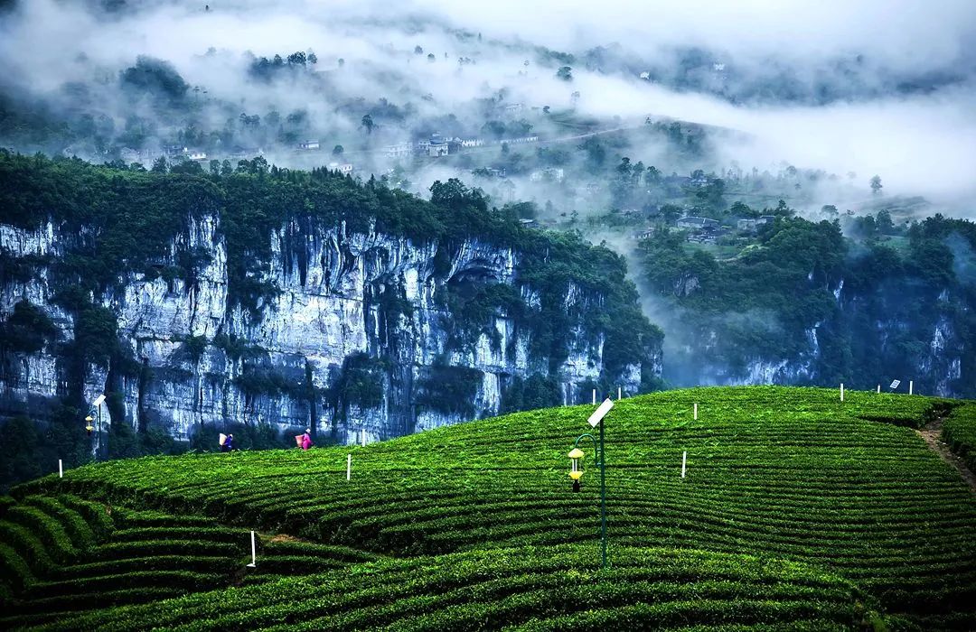 湖北富硒茶玉露工厂
