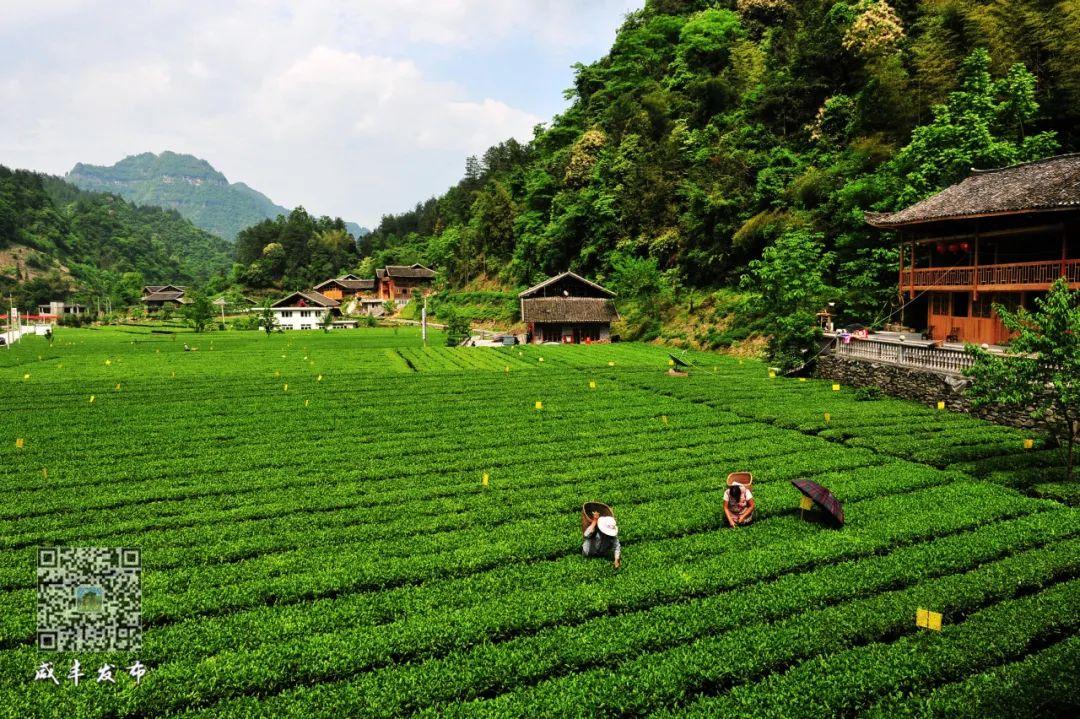 云雾问茶 恩施富硒