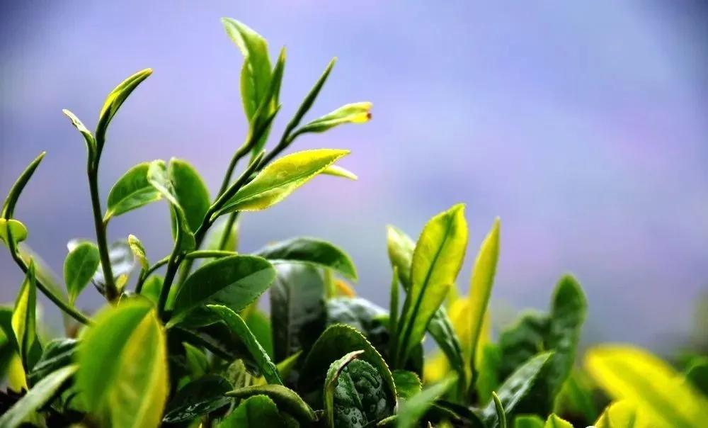安康富硒茶在线直播