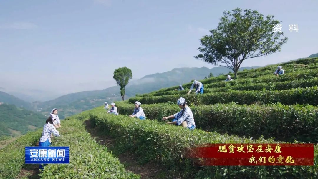 紫阳富硒茶采摘过程