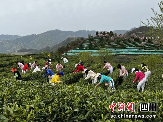 游客体验采茶。万源市融媒体中心供图