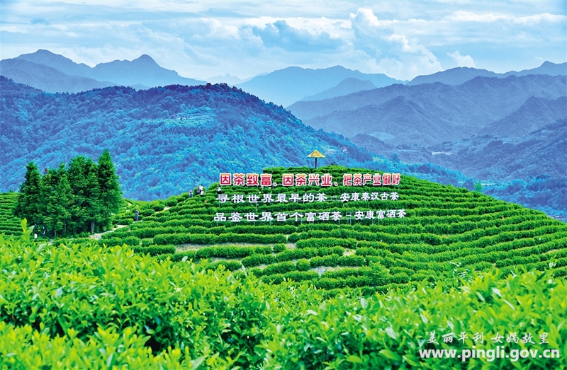 女娲茶富硒绿茶银峰