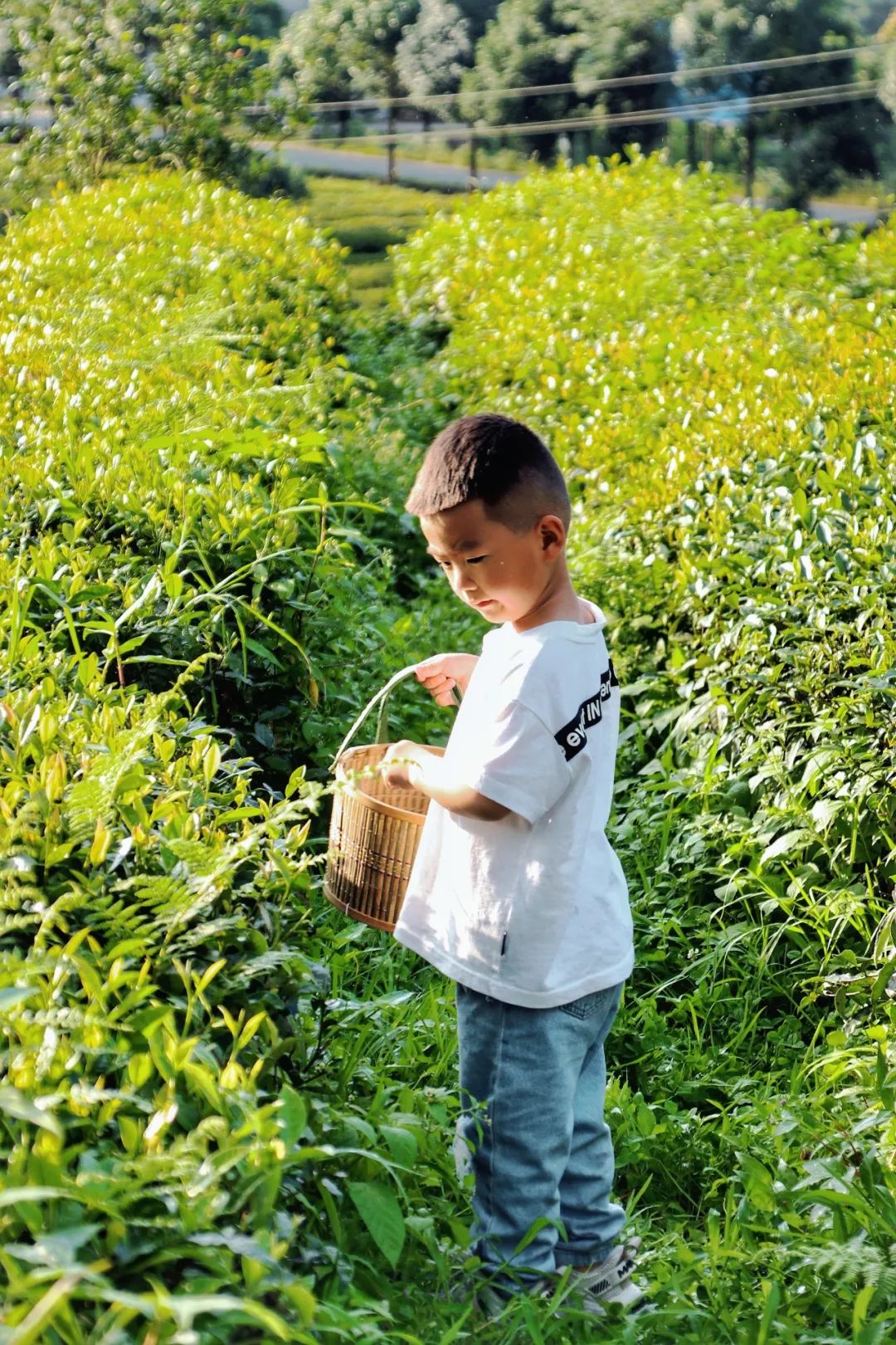 开阳富硒茶贵阳购买(贵阳茶购买富硒开阳茶多少钱)-硒宝网