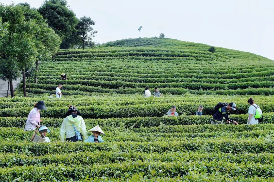 开阳富硒茶贵阳购买(贵阳茶购买富硒开阳茶多少钱)-硒宝网