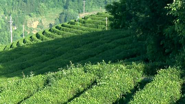 恩施富硒茶 哪种好