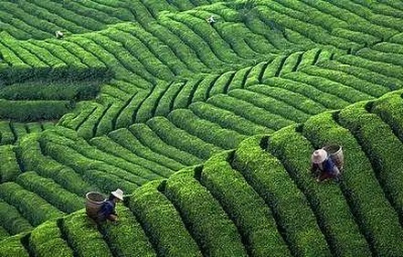 恩施富硒茶 哪种好