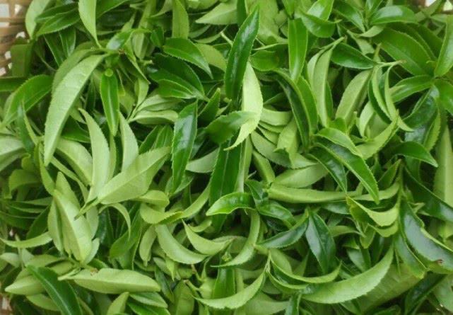 “世界上最早的茶”安康茶的种植技术，安康茶优质的保证