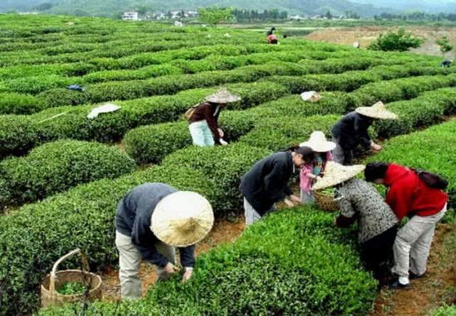 “世界上最早的茶”安康茶的种植技术，安康茶优质的保证