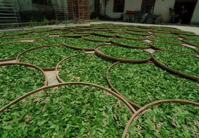 “世界上最早的茶”安康茶的种植技术，安康茶优质的保证