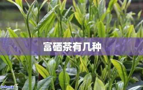 富硒茶有哪些茶类，探秘富硒茶：熟悉富含硒元素的各类茶叶