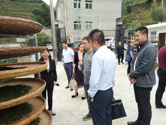 张麟陪同建行陕西分行赴企业现场考察茶叶收购、生产、销售等情况。（右1为张麟）