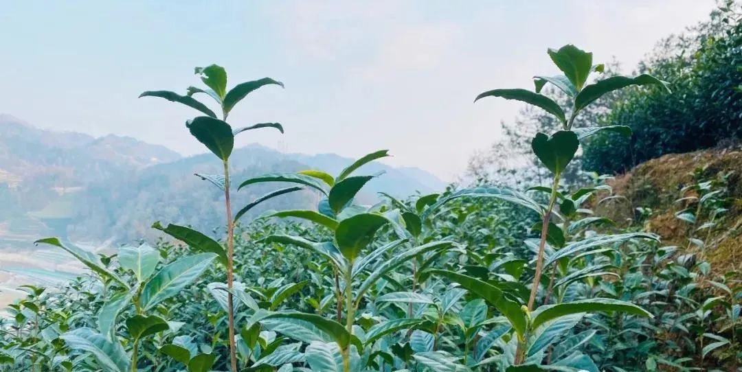 紫阳富硒茶采摘季节