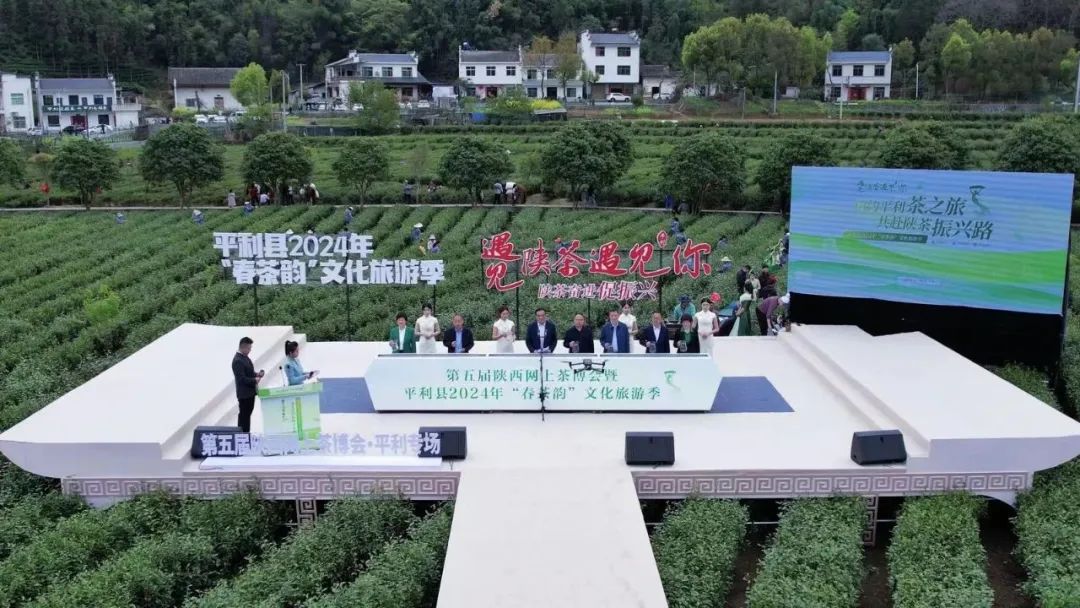 紫阳富硒茶采摘季节