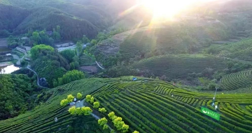 紫阳富硒茶采摘季节