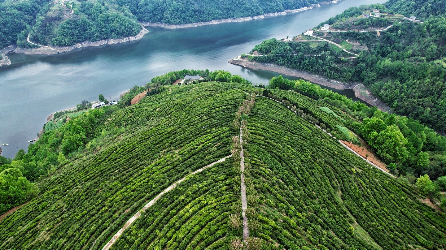 安康最好富硒茶价位