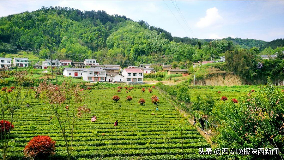 安康富硒茶扶贫活动(安康富硒资源普查)-硒宝网