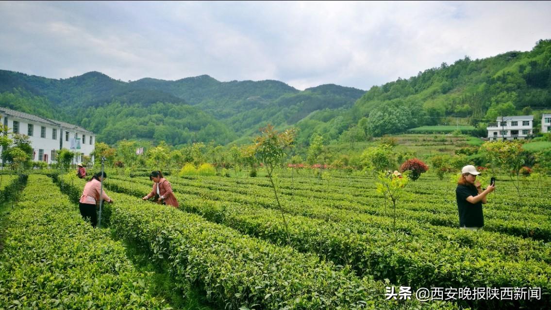 安康富硒茶扶贫活动(安康富硒资源普查)-硒宝网
