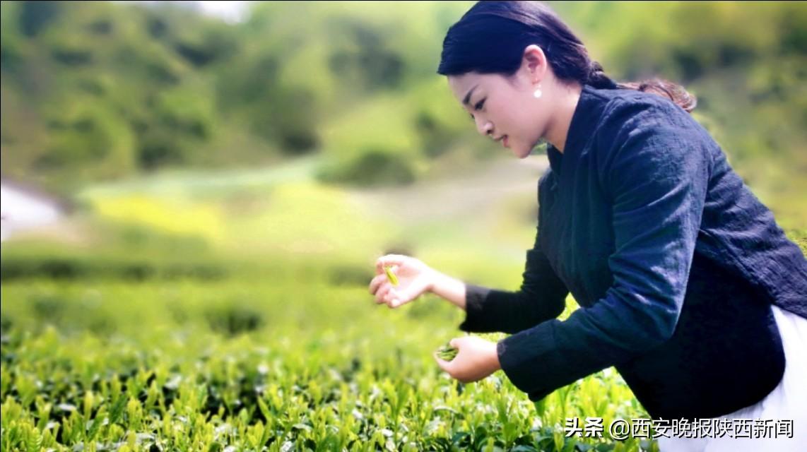 安康富硒茶扶贫活动(安康富硒资源普查)-硒宝网