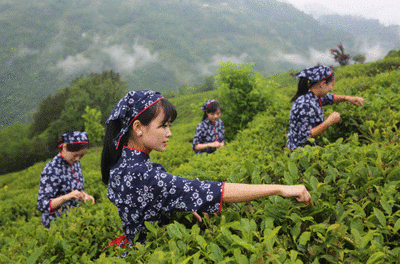 陕西紫阳富硒茶冲泡