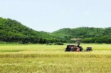 恩施富硒茶营养特点