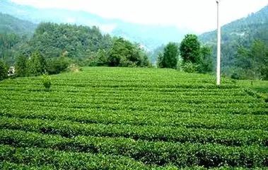 恩施富硒茶营养特点