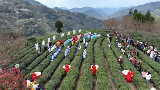 安康紫阳富硒茶简介(陕西紫阳县富硒茶)-硒宝网