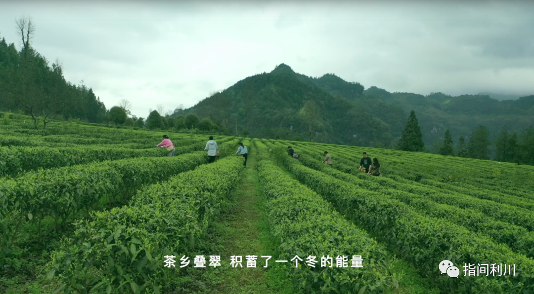 利川富硒茶绿茶价格