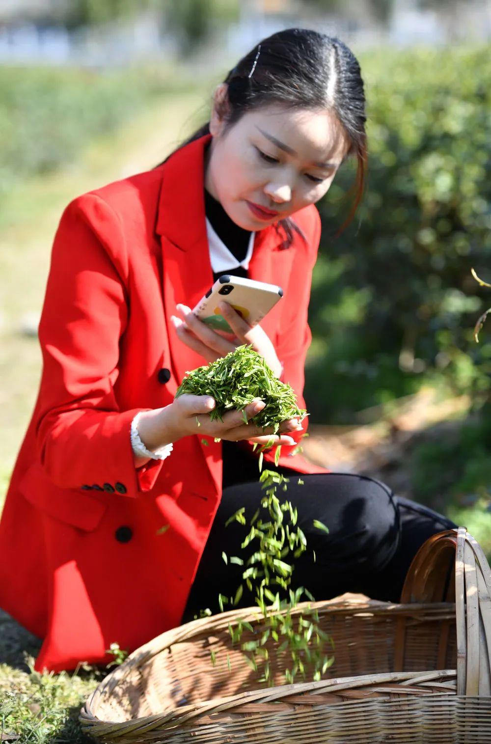 绞股蓝富硒茶的功效