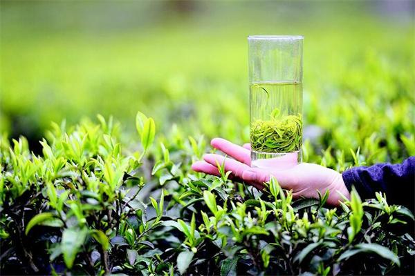 恩施富硒茶奶茶加盟(恩施奶茶原料批发市?。?硒宝网