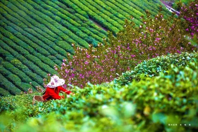 关于紫阳富硒茶介绍