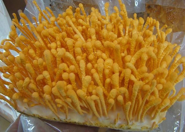 安康富硒茶产业投入