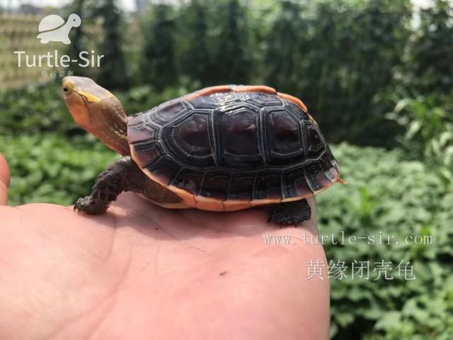 饲养黄缘闭壳龟十大误区，你中招了几个「龟谷鳖老」