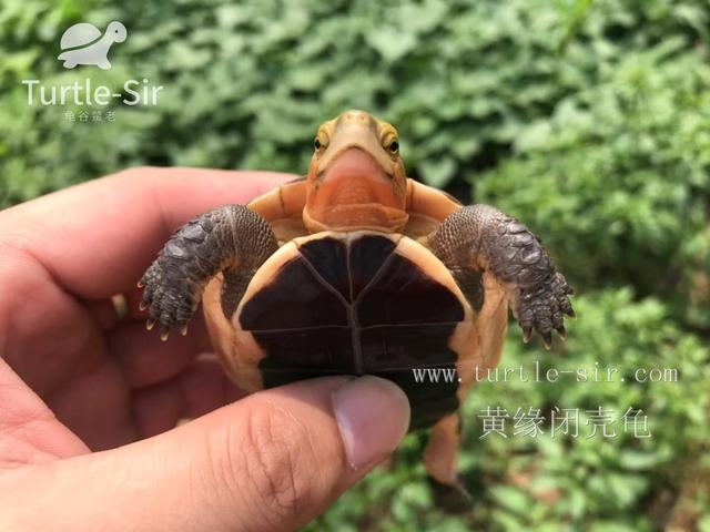 饲养黄缘闭壳龟十大误区，你中招了几个「龟谷鳖老」
