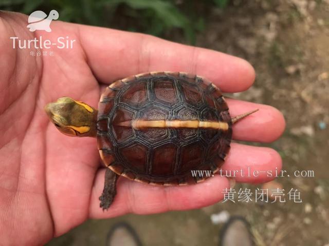饲养黄缘闭壳龟十大误区，你中招了几个「龟谷鳖老」