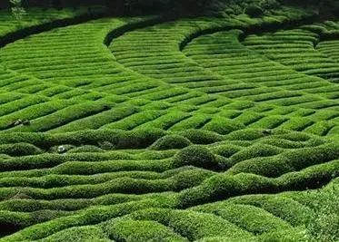 紫阳富硒茶营销状况