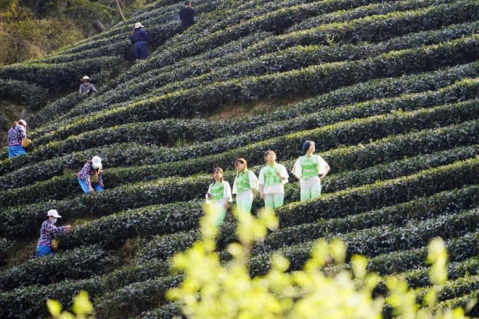 安康：茶姑秀手翻飞，茶歌随风飘扬