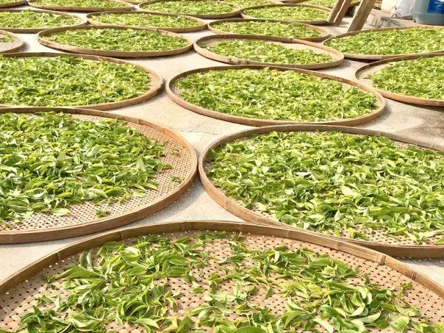 富硒单丛茶是什么茶